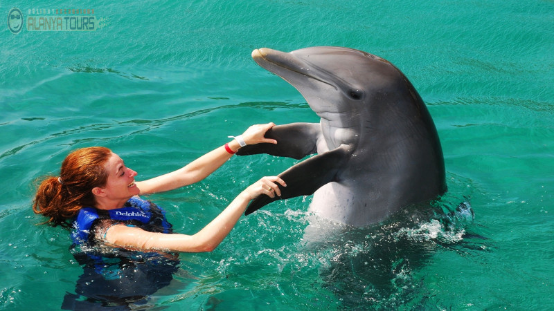 Alanya delfin schwimmen Photo 0